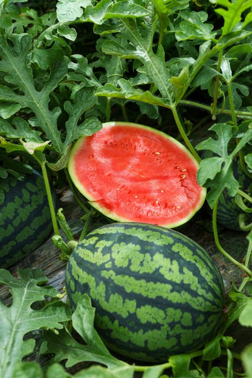 甘美4K 西瓜 产自西瓜之乡” 江苏东台（瓜籽少，果肉酥脆甜爽） 商品图0