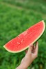 甘美4K 西瓜 产自西瓜之乡” 江苏东台（瓜籽少，果肉酥脆甜爽） 商品缩略图3