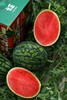甘美4K 西瓜 产自西瓜之乡” 江苏东台（瓜籽少，果肉酥脆甜爽） 商品缩略图2