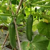 生态水果青瓜 | 绿家自产* ecological fruit cucumber | Self-production 商品缩略图2
