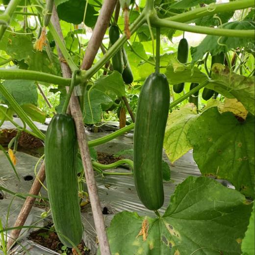 生态水果青瓜 | 绿家自产* ecological fruit cucumber | Self-production 商品图2