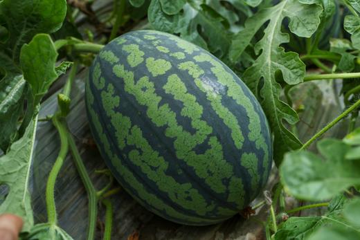 甘美4K 西瓜 产自西瓜之乡” 江苏东台（瓜籽少，果肉酥脆甜爽） 商品图6