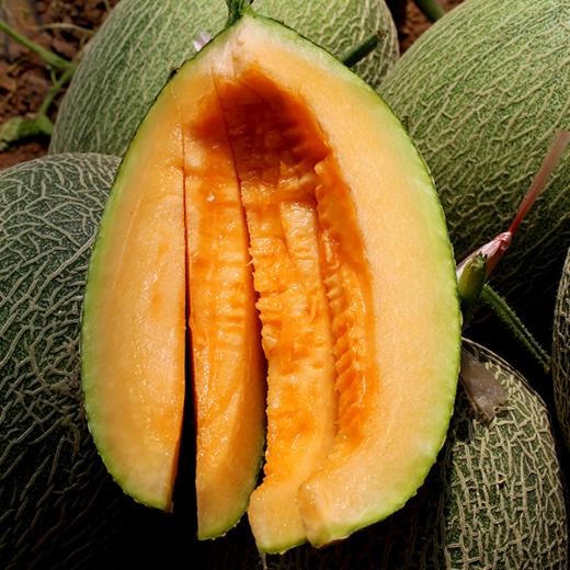 【新疆好物】新疆哈密瓜2装  肉厚质细  香甜清脆 商品图1