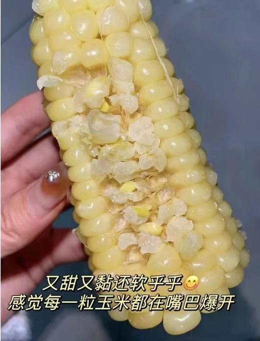 冻白粘玉米10个 商品图3