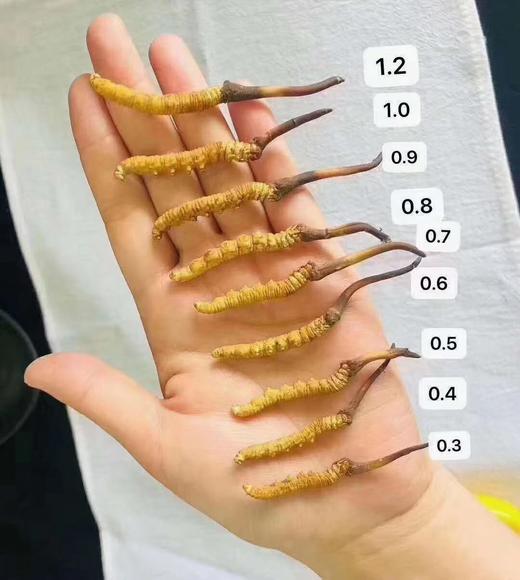 【88折-95折优惠】野生高海拔新鲜冬虫夏草（玉树）| 合作生产 * Yushu high altitude fresh Cordyceps sinensis | Partner Production 商品图5