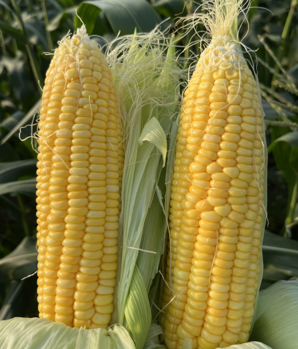 208甜玉米2条，农场鲜摘，新鲜，鲜甜