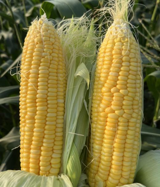 208甜玉米2条，农场鲜摘，新鲜，鲜甜 商品图0