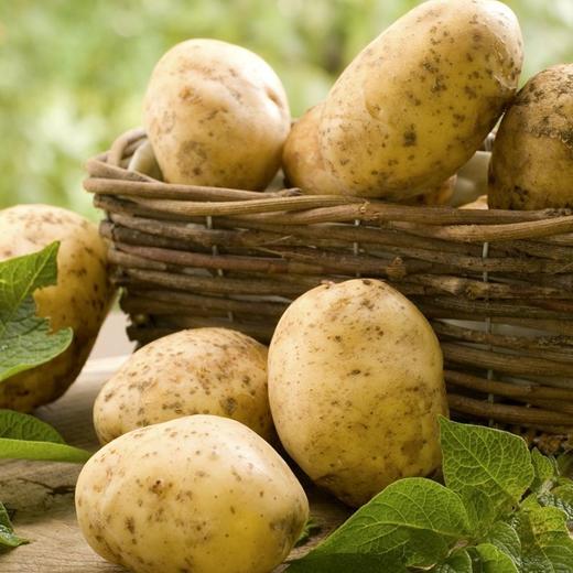 土豆/洋芋 1000g（大小随机） 商品图1