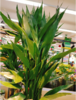 富贵竹10根 商品缩略图0
