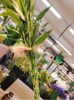 富贵竹10根 商品缩略图1
