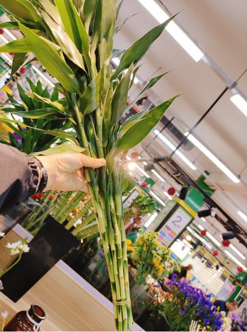 富贵竹10根 商品图1