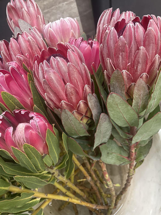 【南非公主】莎朗-单枝  浅红色 商品图4