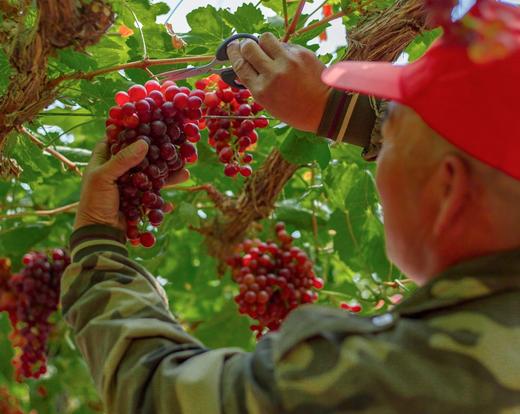 新疆葡萄吐鲁番无核玻璃翠葡萄 商品图1