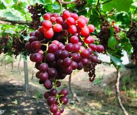 新疆葡萄吐鲁番无核玻璃翠葡萄
