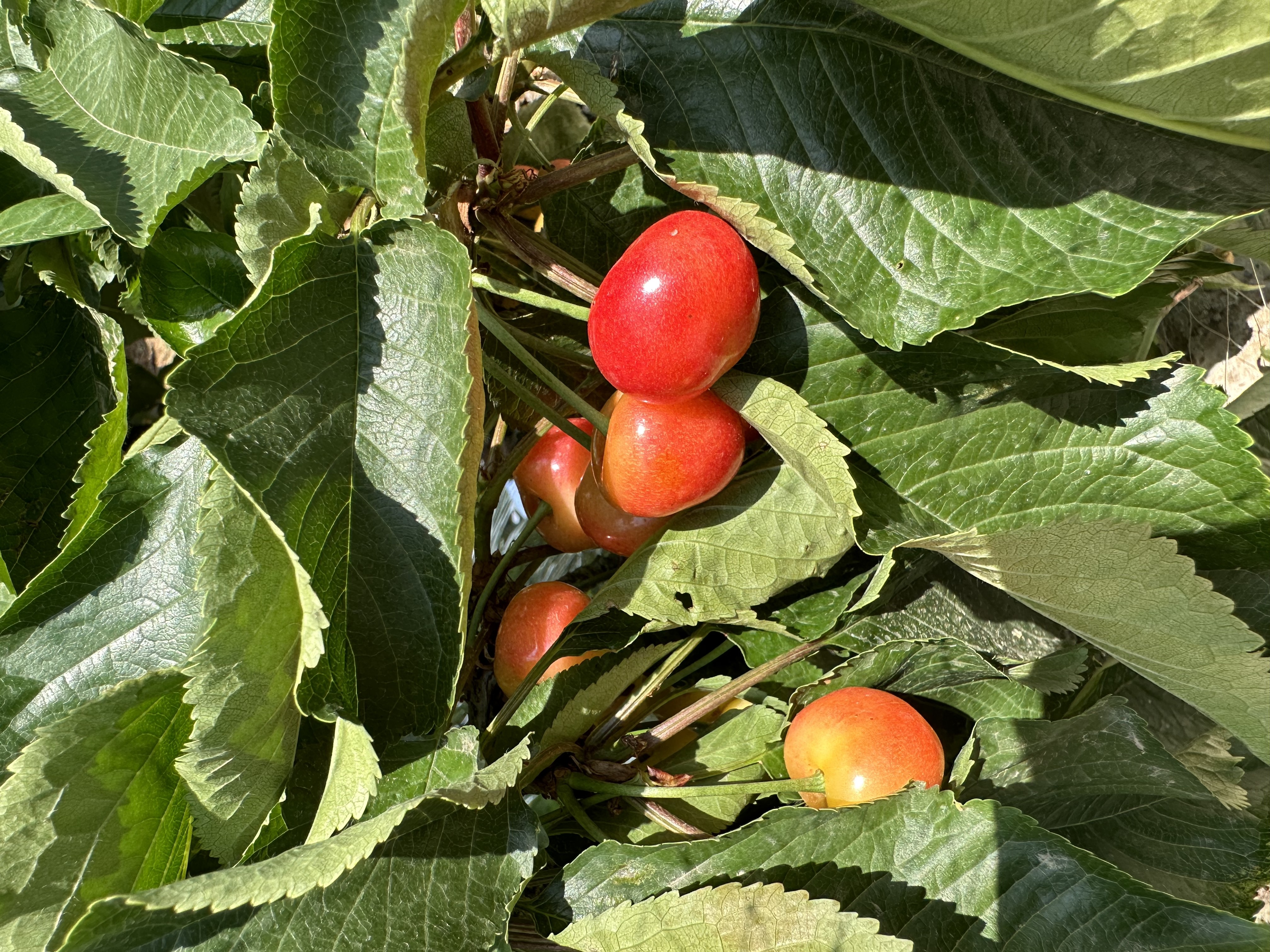 旅顺山地大樱桃品种2:明珠(黄色品种).3斤 5斤两种包装规格 顺丰包邮