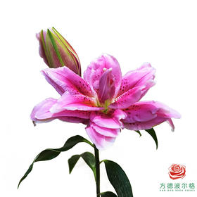 百合-西亚拉三头 5枝一扎