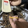 【满50条包邮，同等规格50条送2条,100条送5条】野生那曲高海拔新鲜冬虫夏草 |合作生产* Naqu Cordyceps sinensis | | Coproduction 商品缩略图1