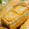 生态水果玉米（英德） | 合作生产*Eco-Corn  | Partner Production 商品缩略图2