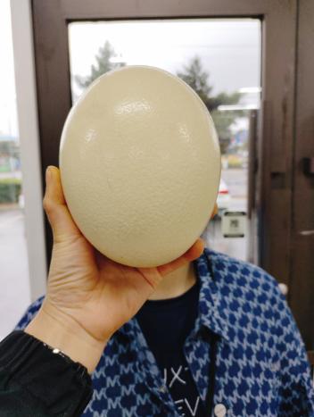 鸵鸟蛋一个 商品图0