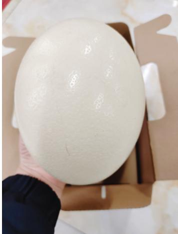 鸵鸟蛋一个 商品图1