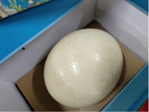 鸵鸟蛋一个 商品图2
