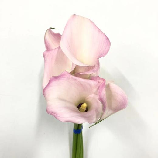 3月13日马蹄莲甜蜜C级-10支（L农场） 商品图0