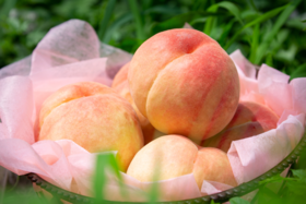 无蜜桃不夏天，桐鲜生*阳山微生物菌肥水蜜桃，唯蜜的秘密，第七季