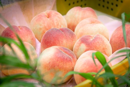 无蜜桃不夏天，桐鲜生*阳山微生物菌肥水蜜桃，唯蜜的秘密，第七季 商品图1