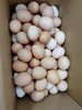 100枚笨鸡蛋一箱 商品缩略图1