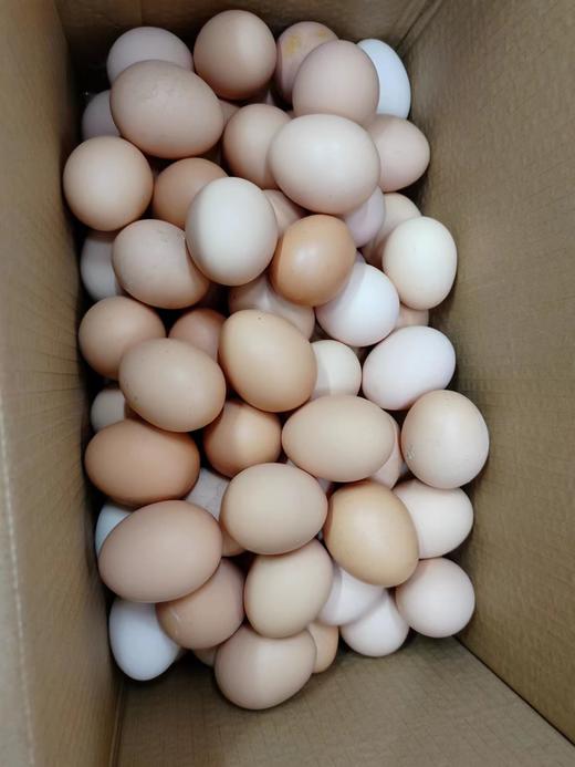 100枚笨鸡蛋一箱 商品图1