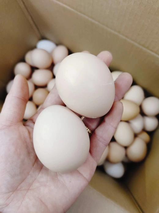 100枚笨鸡蛋一箱 商品图2
