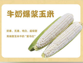 2023新款牛奶爆浆玉米