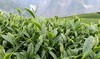 【茶馆茶叶】【金露香萱】龙凤峡乌龙茶 商品缩略图0