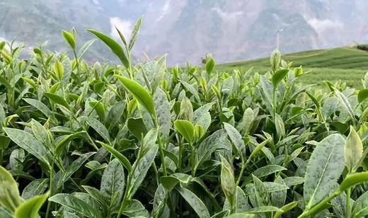 【茶馆茶叶】【金露香萱】龙凤峡乌龙茶 商品图0