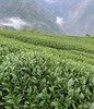 【茶馆茶叶】【金露香萱】龙凤峡乌龙茶 商品缩略图4
