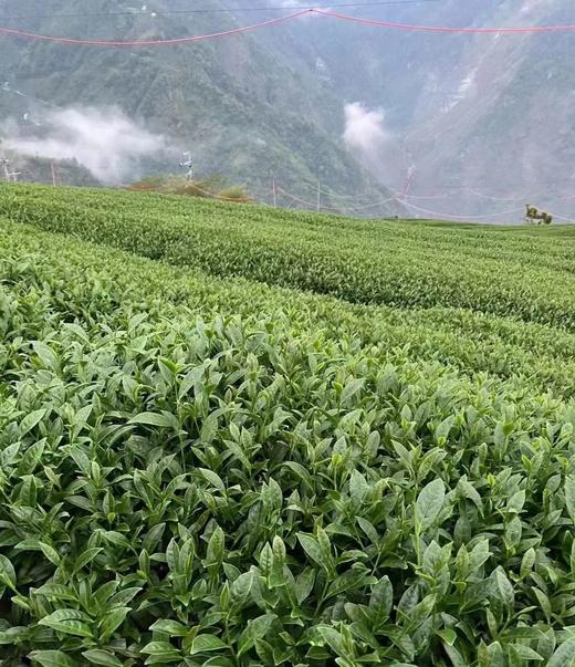 【茶馆茶叶】【金露香萱】龙凤峡乌龙茶 商品图4
