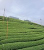 【茶馆茶叶】【金露香萱】龙凤峡乌龙茶 商品缩略图3