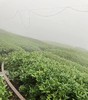 【茶馆茶叶】【金露香萱】龙凤峡乌龙茶 商品缩略图5