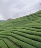 【茶馆茶叶】【金露香萱】龙凤峡乌龙茶 商品缩略图2