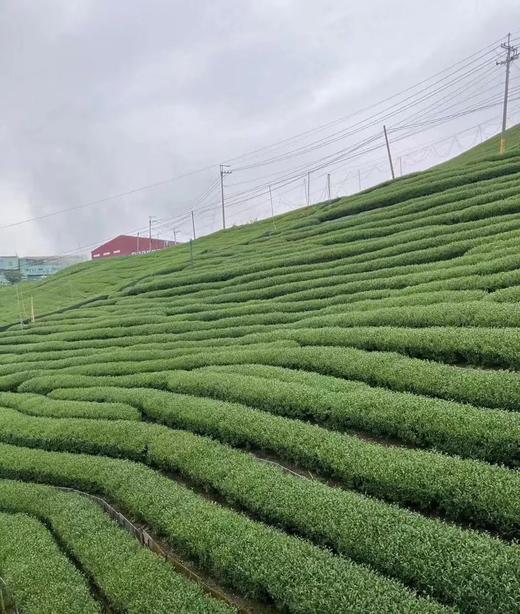 【茶馆茶叶】【金露香萱】龙凤峡乌龙茶 商品图2