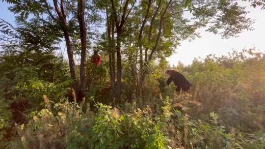 【积分兑换】艾草包 50g 商品图1