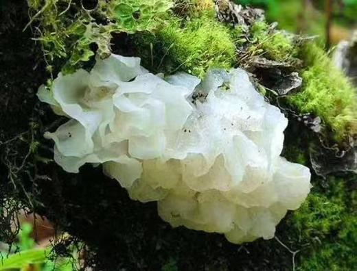 原森堂 野生银耳-家庭款150g/野生银耳组合装75g/椴木银耳-简易装 商品图1