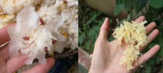 原森堂 野生银耳-家庭款150g/野生银耳组合装75g/椴木银耳-简易装 商品图6