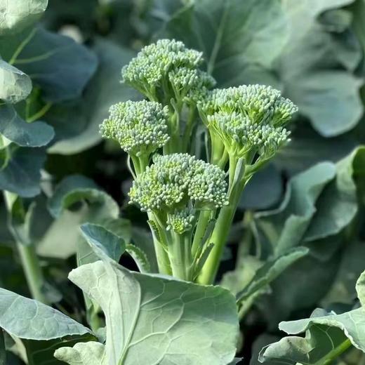 西兰苔300g｜静物自产 商品图0