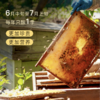 正安·东北椴树蜂蜜  源自东北长白山自然保护区 封盖≥7天自然成熟  500g/瓶 商品缩略图4