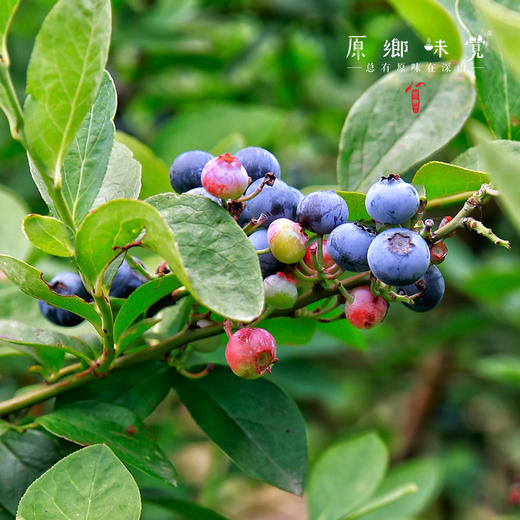 有机蓝莓【基地直发-顺丰包邮】|1kg/件（125g*8盒） 来自江苏南京，生产者：周永平【合作生产，公平贸易】 商品图4
