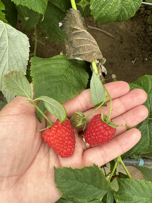 ”莓“有烦恼，酸甜天然树莓汁，24小时内尽快饮用 商品图8