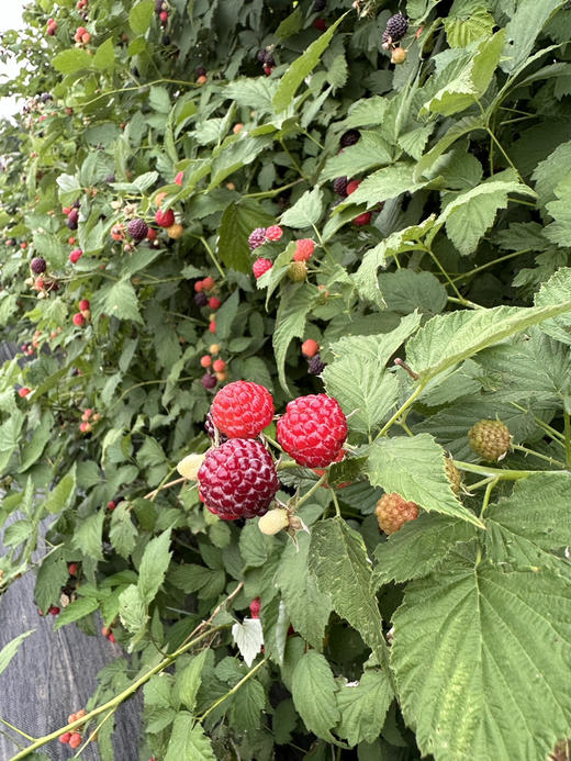 ”莓“有烦恼，酸甜天然树莓汁，24小时内尽快饮用 商品图6