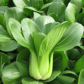 瓢儿白 500g