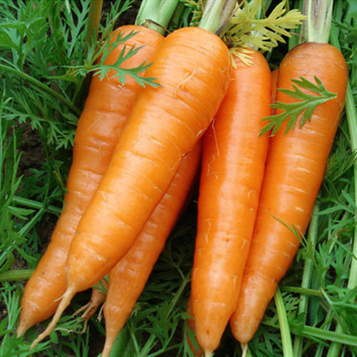 胡萝卜 500g 商品图0